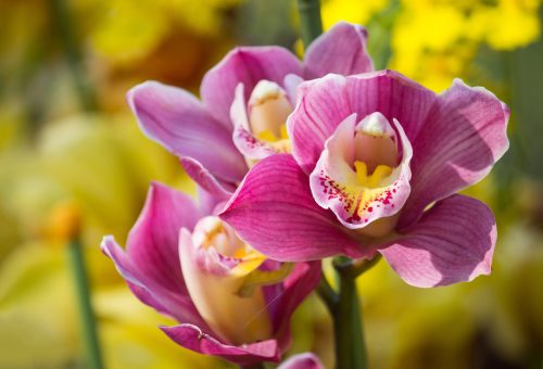 Sortie Orchidées